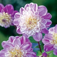 Dahlia Tubers - Take Off