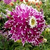 Dahlia Tubers - Vancouver 2