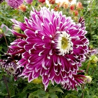 Dahlia Tubers - Vancouver 2