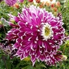 Dahlia Tubers - Vancouver 2