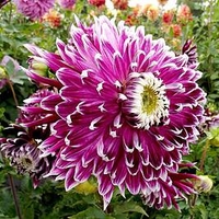 Dahlia Tubers - Vancouver 2