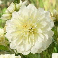 Dahlia Tubers - Vanilla
