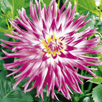 Dahlia Tubers - Veritable