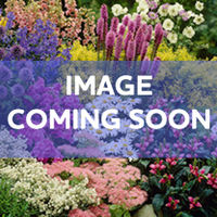 Dahlia Tubers - Violet/White Decorative Collection