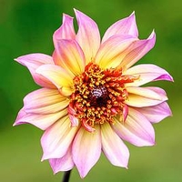 Dahlia Tubers Twin Pack - Floorinoor and Take Off