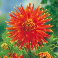 Dahlia Vulcan