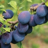 Damson Tree - Merryweather