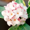 Daphne aurea marginata Plant 3 Litre Pot x 1
