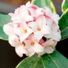 Daphne Aureomarginata Plant