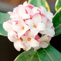 Daphne Aureomarginata Plant