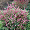 Daphne mezereum Plant - Rubra