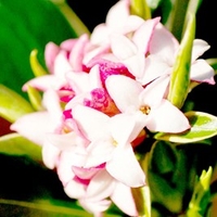 Daphne odora Plant - Aureomarginata