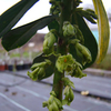 Daphne Plant - Laureola subsp. Philippi