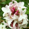 Daphne Plant - Perfume Princess