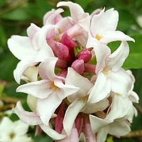 Daphne Plant - Perfume Princess