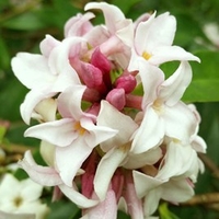 Daphne Plant - Perfume Princess