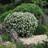 Daphne transatl. ETERNAL FRAGRANCE®
