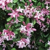 Daphne transatlantica Plant - Pink Fragrance