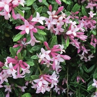 Daphne transatlantica Plant - Pink Fragrance