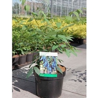 Decaisnea fargesii Plant