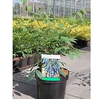 Decaisnea fargesii Plant