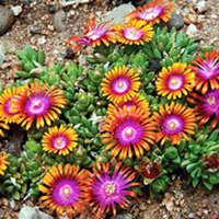 Delosperma Plant - Fire Spinner