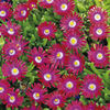 Delosperma Plant - Garnet