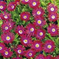 Delosperma Plant - Garnet