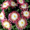 Delosperma Plant - Jewel of Desert Ruby