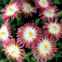 Delosperma Plant - Jewel of Desert Ruby