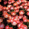 Delosperma Plant - Jewel of Desert Sunstone