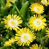Delosperma Plant - Jewel of the Desert Peridot