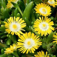 Delosperma Plant - Jewel of the Desert Peridot