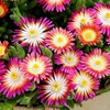 Delosperma Plant - Jewel of the Desert Ruby
