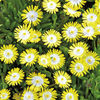 Delosperma Plant - Peridott