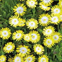 Delosperma Plant - Peridott