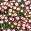 Delosperma Plant - Ruby