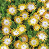 Delosperma Plant - Topaz