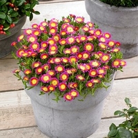 Delosperma Plant - Wheels of Wonder Hot Pink Wonder