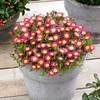 Delosperma Plant - Wheels of Wonder Hot Pink Wonder