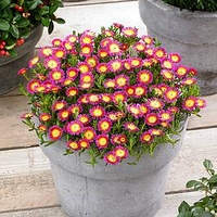 Delosperma Plant - Wheels of Wonder Hot Pink Wonder