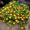 Delosperma Plant - Wheels of Wonder Orange