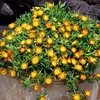 Delosperma Plant - Wheels Of Wonder Orange Wonder