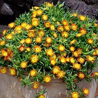 Delosperma Plant - Wheels Of Wonder Orange Wonder