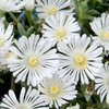 Delosperma Plant - Wheels of Wonder White Wonder