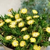 Delosperma Plants - Jewel of Desert Peridot