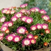 Delosperma Plants - Jewel of Desert Ruby