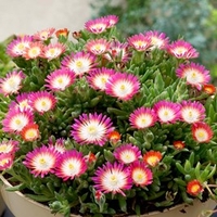 Delosperma Plants - Jewel of Desert Ruby