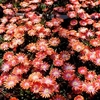 Delosperma Plants - Jewel of Desert Sunstone