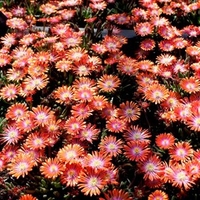 Delosperma Plants - Jewel of Desert Sunstone